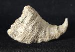 Placosmilia vidali (MALLADA 1892) - Bild © FossNet FossilienStore